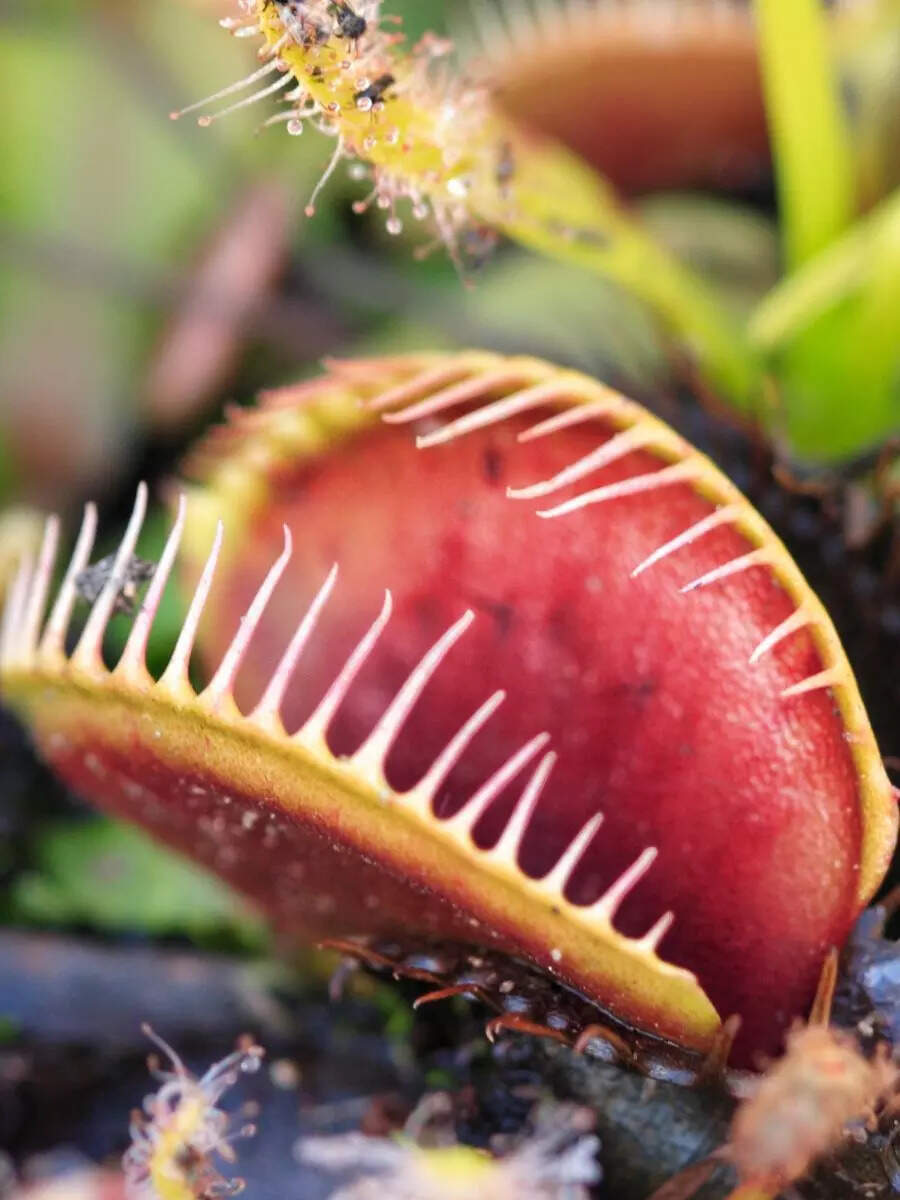 10 Carnivorous Plants That Eat Meat Times Now