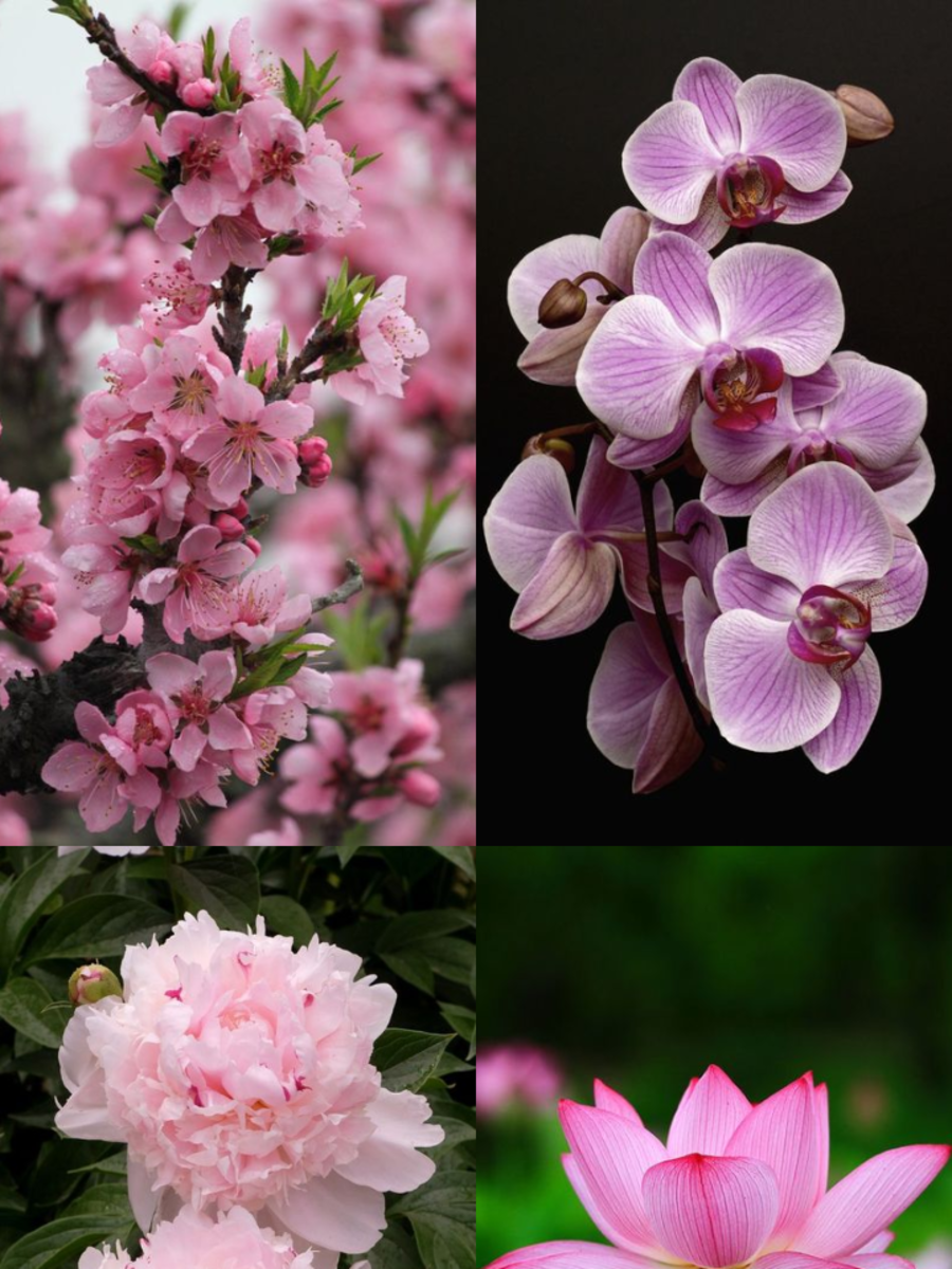 10 Flowers That Represent Wealth Times Now