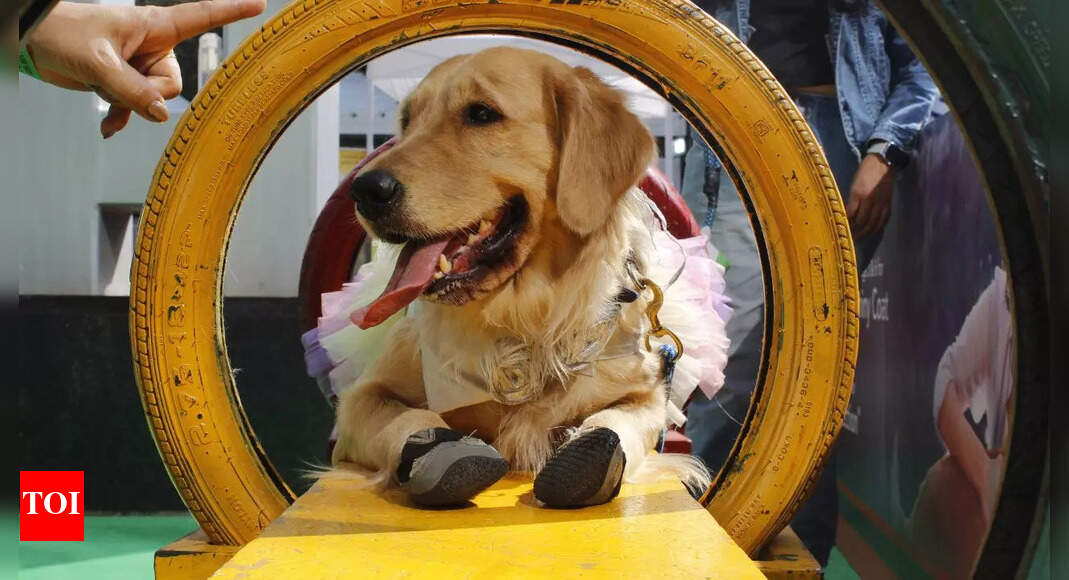 Pet festival concludes in Pune | Pune News