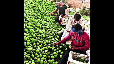 Farmers reap sweet returns with early mango harvest