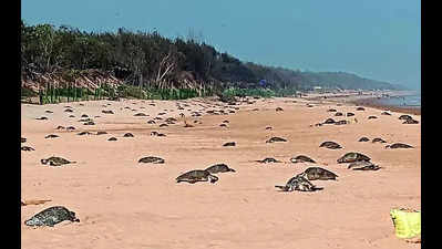 Space tech company to help protect Olive Ridley turtles
