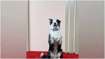 Oscar Nominees Luncheon 2024: Dog from 'Anatomy of a Fall' grabs eyeballs
