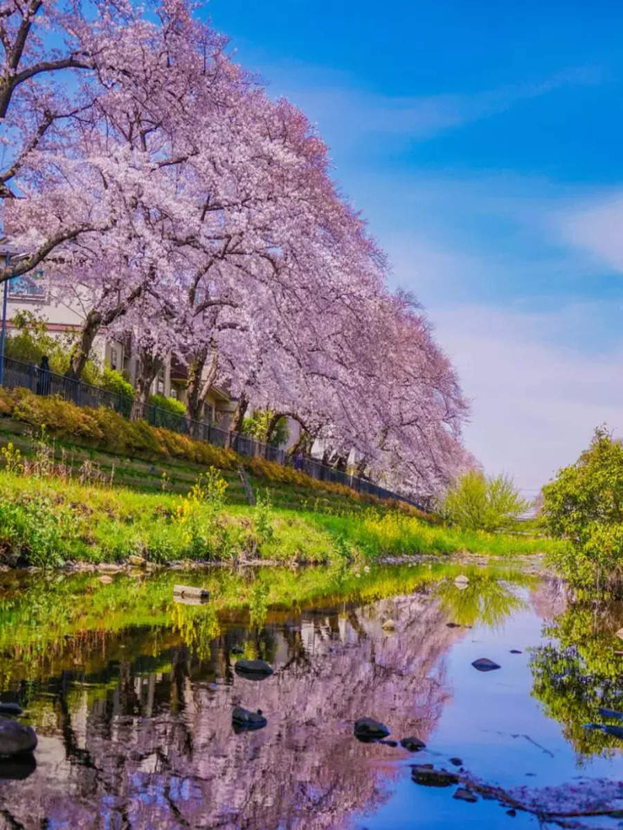 incredible-pics-of-cherry-blossoms-that-will-sweep-you-off-your-feet