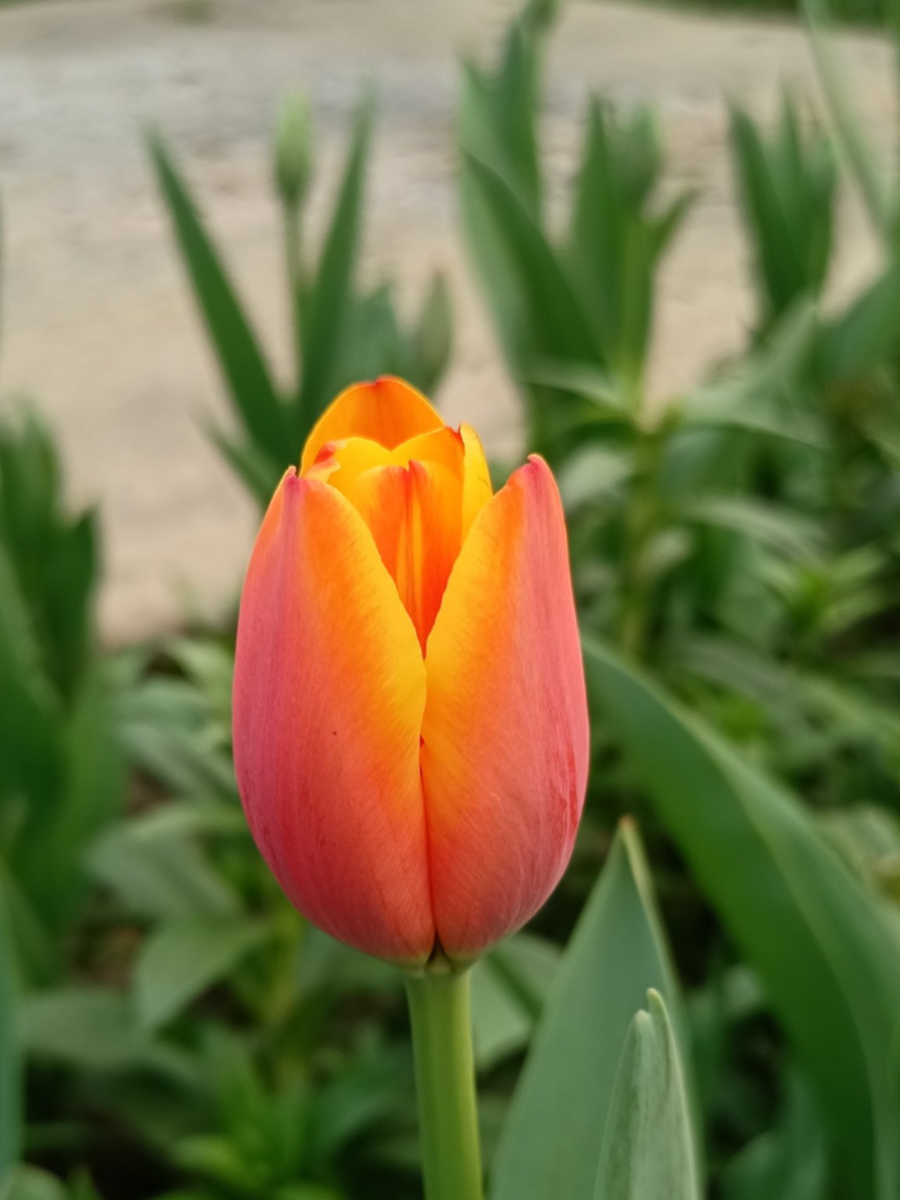 Tulip Festival 2024 Here's All You Need To Know About The Celebration
