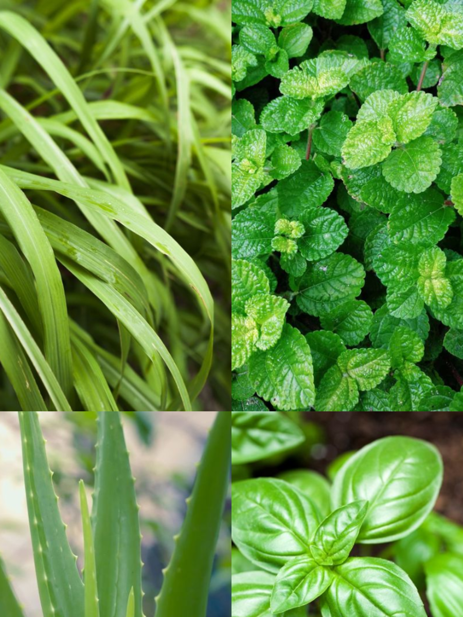 10 Indoor Plants That Keep Away Lizards From Your Home Times Now