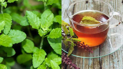 8 Benefits of drinking Tulsi tea in the morning
