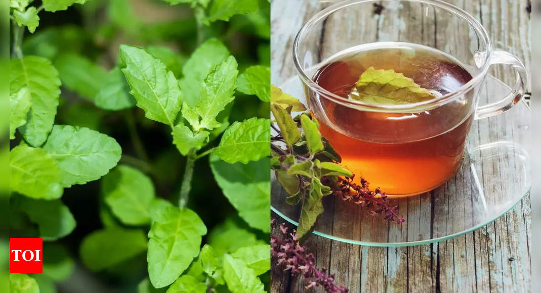 Tulsi Tea Health Benefits 8 Benefits of Drinking Tulsi Tea in the