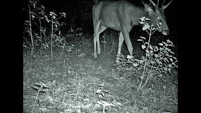 A first: Sambar deer spotted near Mangar