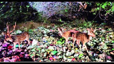 Pic of deer feeding on trash near reserve forest sparks outrage