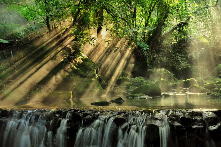 Rainforests of the Atsinananaa, Madagascar