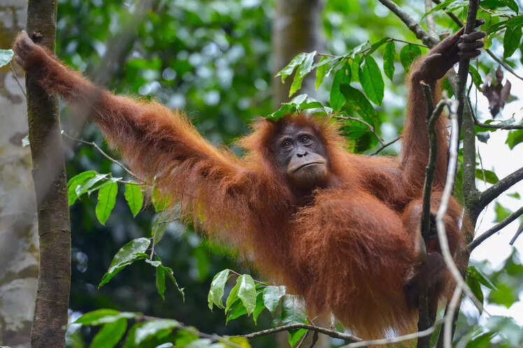 Tropical Rainforest Heritage of Sumatra, Indonesia