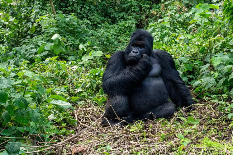 Virunga National Park, Democratic Republic of the Congo