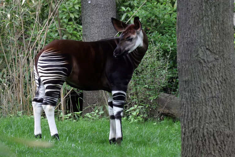 Okapi Wildlife Reserve, Democratic Republic of the Congo