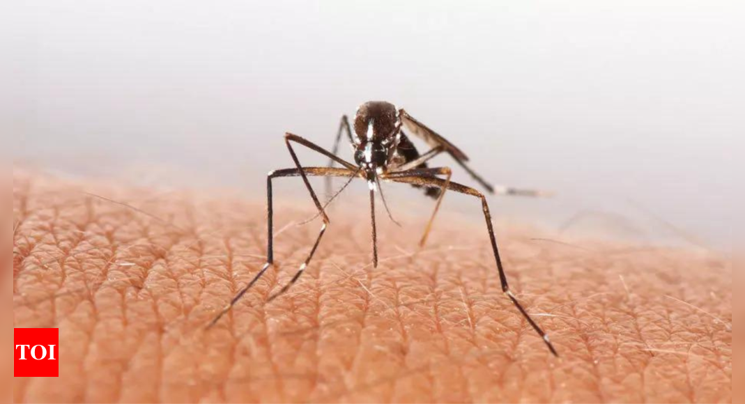 Virus Chikungunya : risque accru de décès jusqu'à trois mois, selon une étude du Lancet |