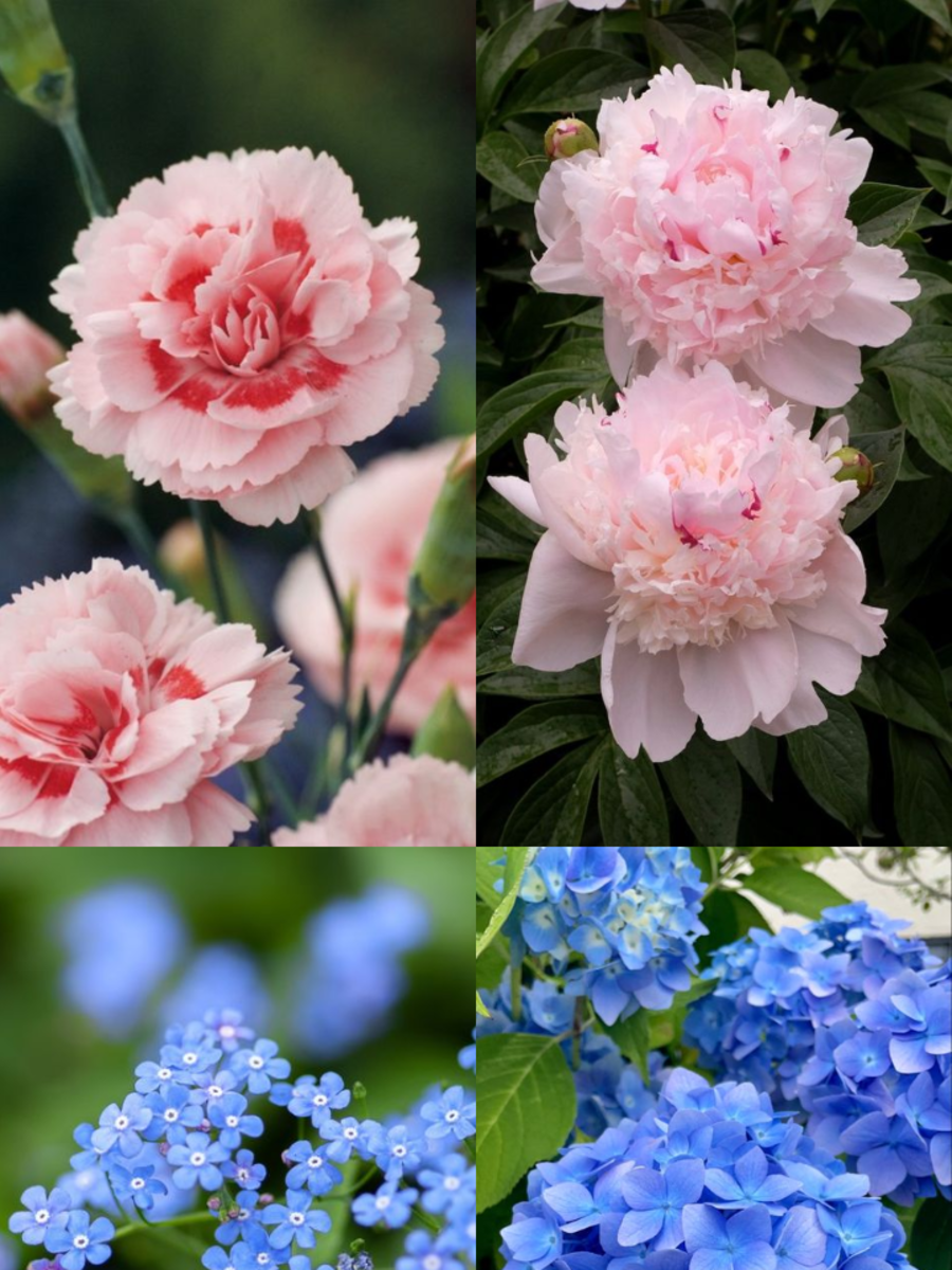 10 Flowers That Represent Compassion Times Now