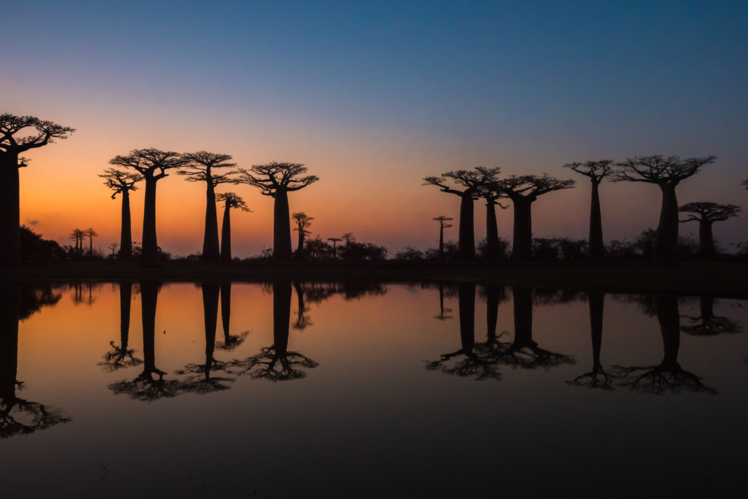 Visit Madagascar, and Skip Kenya
