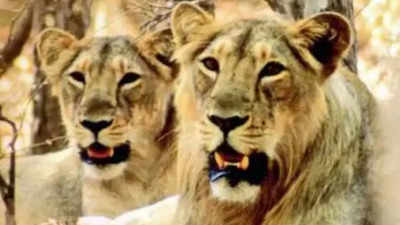 Etawah lion safari officials fret over sibling revelry
