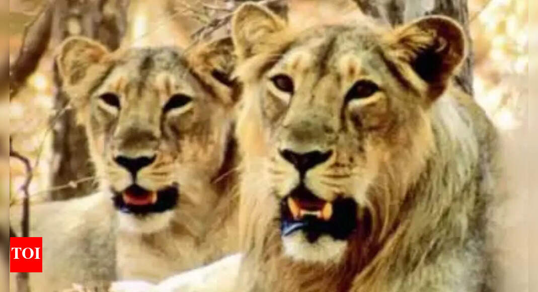 Etawah Lion Safari Officials Worried About Inbreeding Among Sibling ...