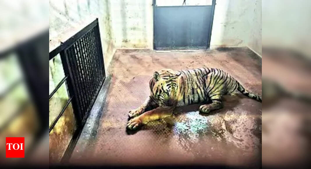 Leopard Rescue Centre: Leopard Rescue Centre in Mysuru: Forest ...
