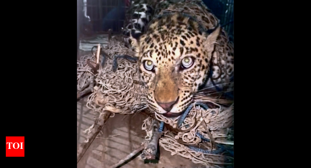 Leopard: Leopard 'Napping' in Faridabad Society Rescued: Wildlife ...