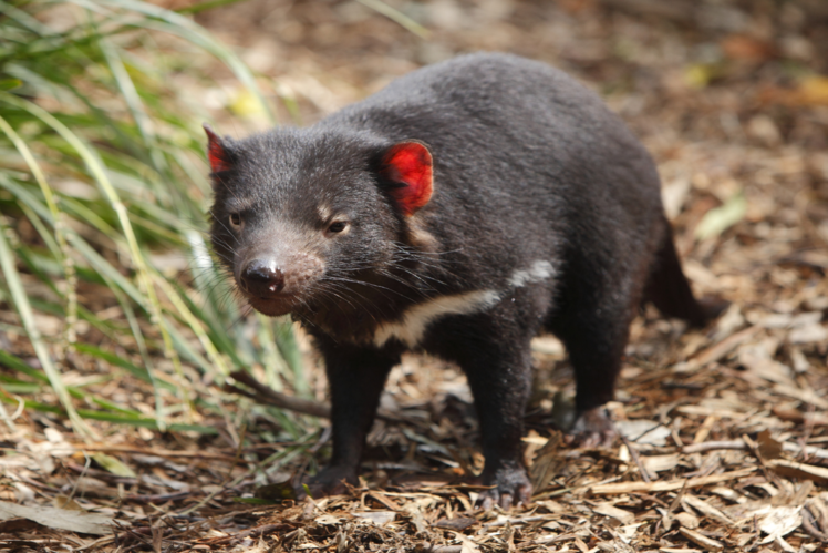 Bonorong Wildlife Sanctuary, Australia
