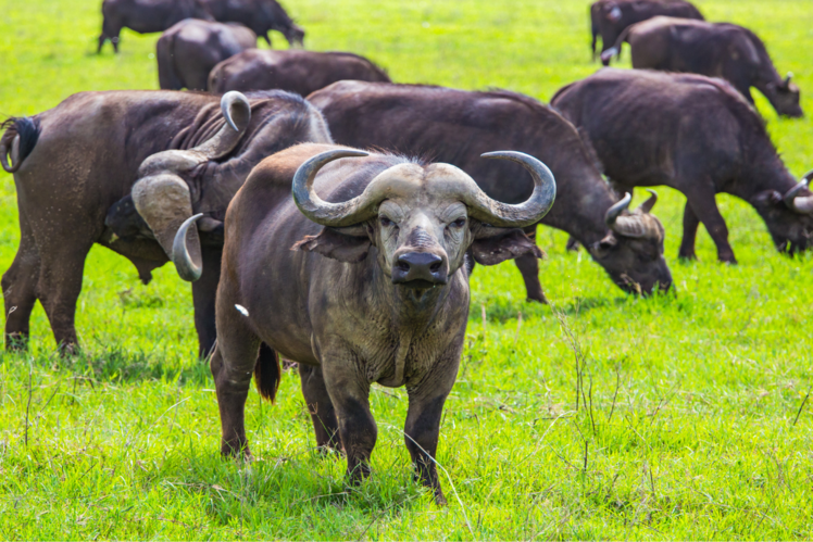 Ngorongoro Crater Conservation Area, Tanzania
