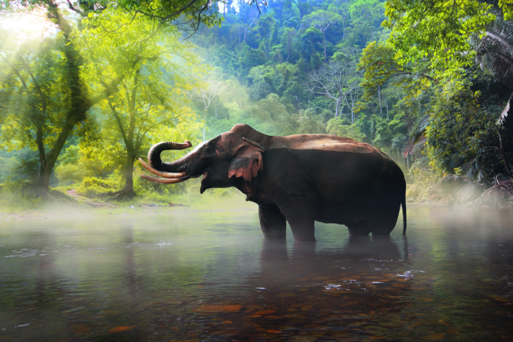 Elephant Nature Park, Thailand
