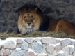
Rajasthan man jumps into lion enclosure at Tirupati zoo, gets killed
