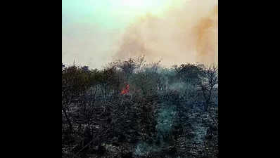 Fire at Gorewada forest near int’l zoo, animals safe