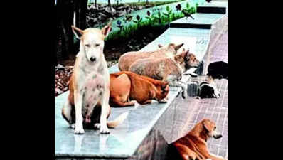 Man dies a month after attack by stray dogs