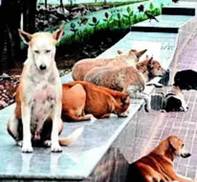 Stray Dogs: Man dies a month after attack by stray dogs | Mysuru News ...