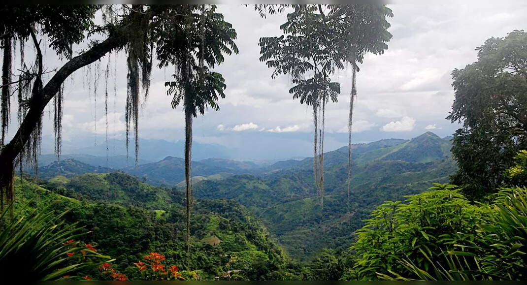 10 Indian states with the largest forest cover Times of India Travel