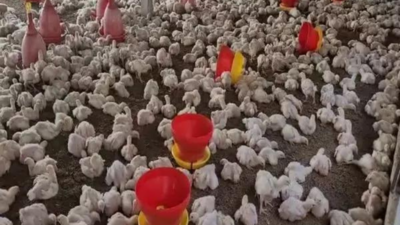 Andhra Pradesh on alert after bird flu outbreak in Nellore