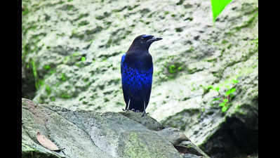 Great Backyard Bird Count begins, to continue till Feb 19