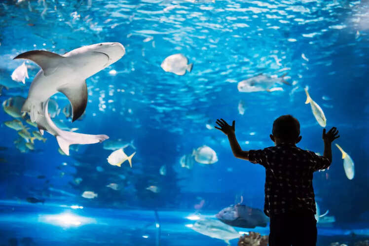 Dubai Aquarium & Underwater Zoo