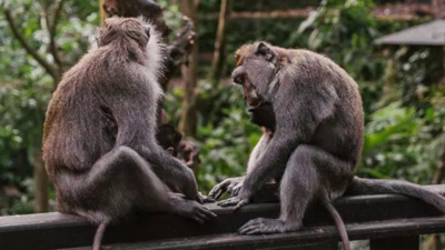 Great apes tease each other just like humans do: Study
