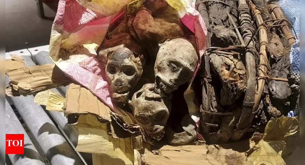 CBP Dog Discovers Mummified Monkeys in Passenger&rsquo;s Luggage | World News &ndash; Times of India