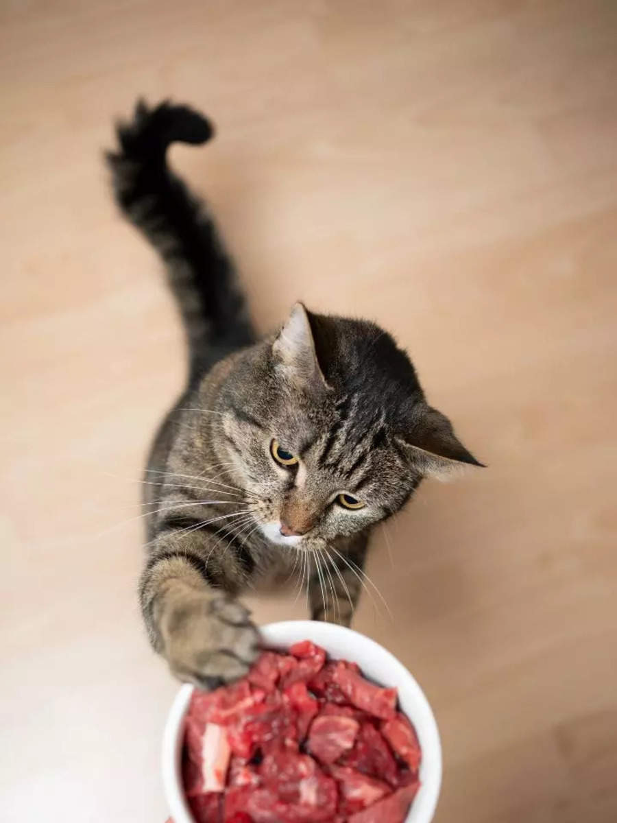 10 foods that are poisonous to cats | Times of India