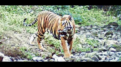 Buxa Tiger Reserve gets a ‘resident’ tiger after 40 years