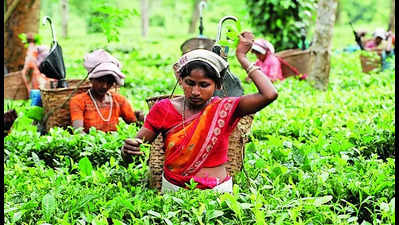 Lens on insecticide use in tea, veggies