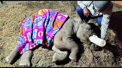 Hurt in mishap, baby elephant gets physio's care for recovery