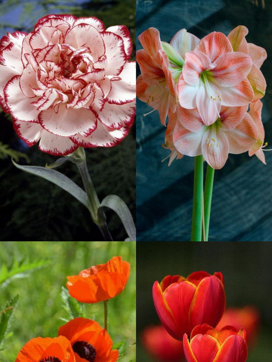 10 Flowers That Represent Death Times Now