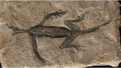 280-million-year-old fossil revealed as a partial fake