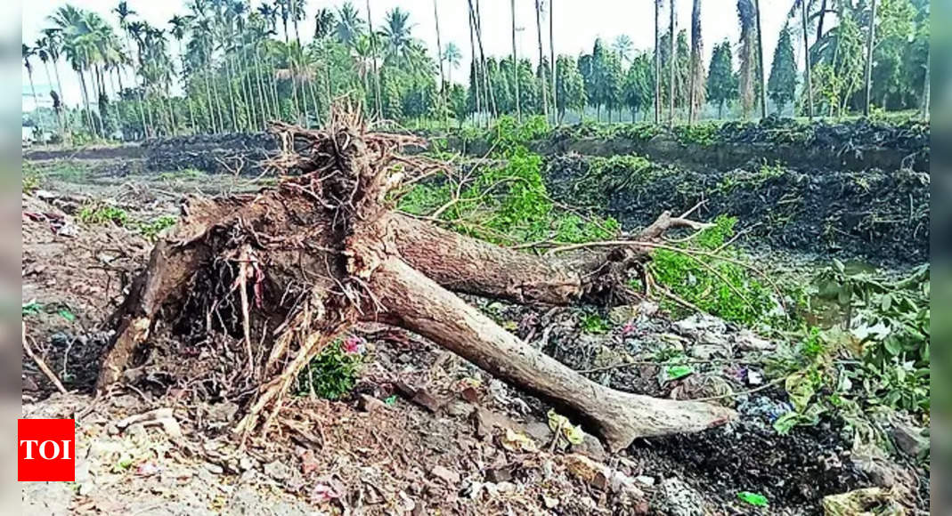 Nalban Tree Felling: Government to Investigate 'Nalban Tree Felling' in ...