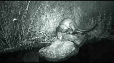 Rare sighting of Eurasian Otter in Marwahi forests