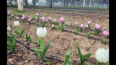 Spring is in the air as tulip garden blooms at PAU