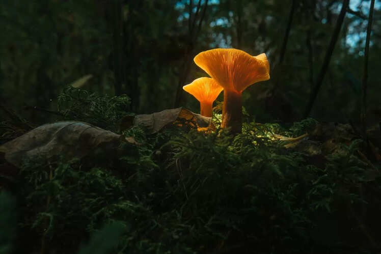 West Jaintia Hills, Meghalaya