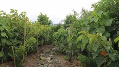 Miyawaki forest to come up along Buddha Dariya, Ludhiana DC reviews preparations with stakeholders