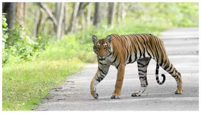 Tiger kills boy, 18, preparing for class 10 board exam in UP's Pilibhit