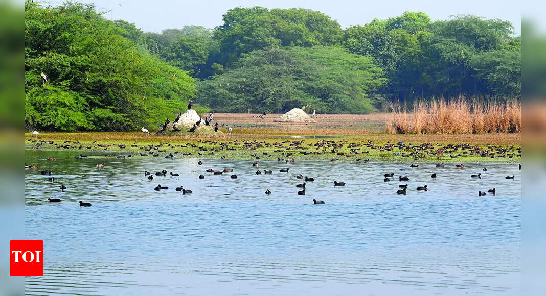 Sultanpur National Park: Revival of waterbodies, walking track, bio ...
